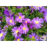 Aster Dum.-Hybr. ‘Blaue Lagune’