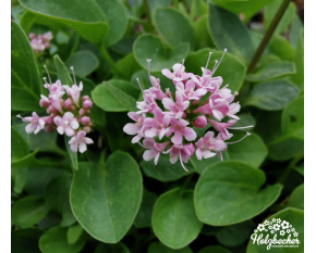 Valeriana supina