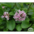 Valeriana supina