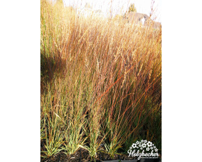 Molinia caerulea ‘Edith Dudszus’