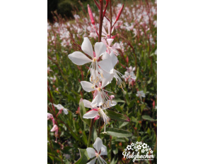 Gaura lindheimeri
