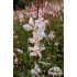 Gaura lindheimeri