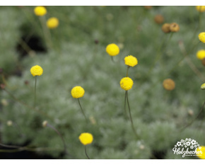 Cotula hispida