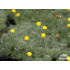 Cotula hispida