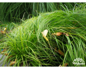Carex caryophyllea ‘The Beatles’