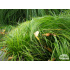 Carex caryophyllea ‘The Beatles’