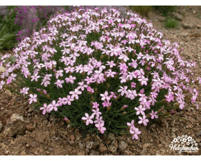 Dianthus webbianus