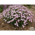 Dianthus webbianus