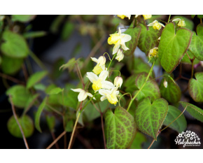 Epimedium x versicolor ‘Sulphureum’