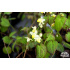 Epimedium x versicolor ‘Sulphureum’