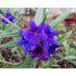 Buglossoides purpurocaeruleum