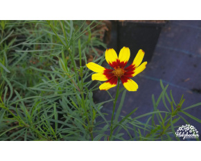 Coreopsis ‘Firefly’