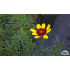 Coreopsis ‘Firefly’