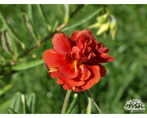 Helianthemum ‘Amabile Plenum’