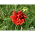 Helianthemum ‘Amabile Plenum’