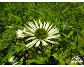 Echinacea purpurea ‘Virgin’
