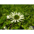 Echinacea purpurea ‘Virgin’