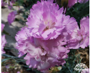 Dianthus plumarius ‘Roseus Plenus’