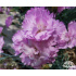 Dianthus plumarius ‘Roseus Plenus’