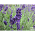 Lavandula angustifolia ‘Hidcote Blue’