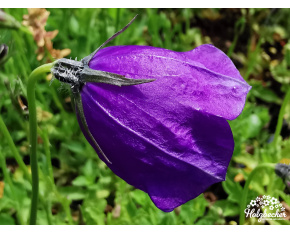 Campanula x pulloides ‘G. F. Wilson’