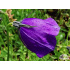 Campanula x pulloides ‘G. F. Wilson’