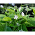 Omphalodes verna ‘Alba’