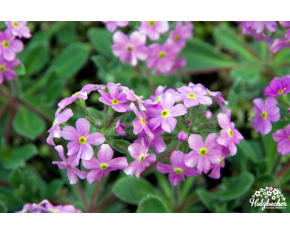 Androsace sarmentosa