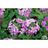 Androsace sarmentosa