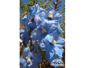 Delphinium ‘Gletscherwasser’