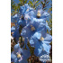 Delphinium ‘Gletscherwasser’
