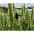Agastache rugosa ‘Alabaster’