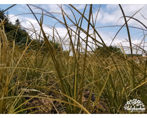 Carex testacea ‘Prairie Fire’
