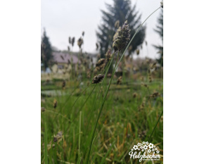 Carex digitata