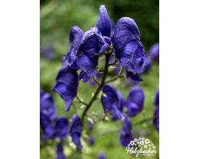 Aconitum carmichaelii ‘Arendsii’
