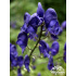 Aconitum carmichaelii ‘Arendsii’