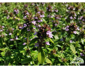 Thymus x citriodorus ‘Aureus’