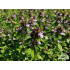 Thymus x citriodorus ‘Aureus’