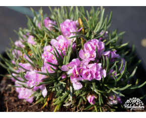 Armeria maritima ‘Varretu’