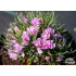 Armeria maritima ‘Varretu’