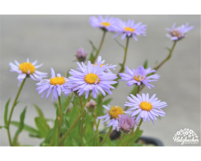 Aster andersonii