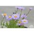 Aster andersonii