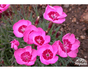 Dianthus gratianopolitanus ‘Blauigel’