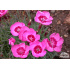 Dianthus gratianopolitanus ‘Blauigel’