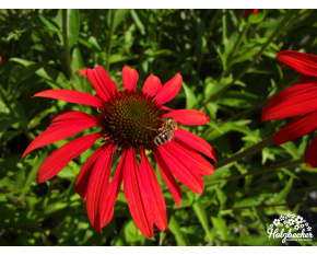 Echinacea ‘Tomato Soup’