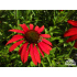 Echinacea ‘Tomato Soup’