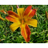Hemerocallis ‘Frans Hals’