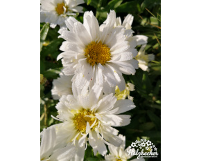 Leucanthemum x superbum ‘Freak!’