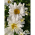 Leucanthemum x superbum ‘Freak!’