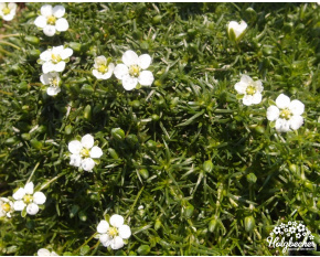 Sagina subulata ‘Rucos’